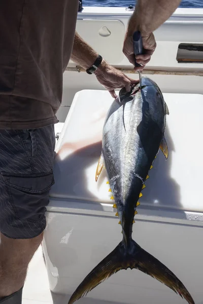 Fillet Fresh Tuna Cut Sea Boat Primary Processing Tuna Fishing — Stock Photo, Image