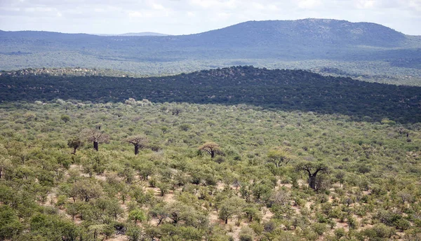 Зеленые Холмы Африки Саваннами Баобабами Вид Африканские Просторы Нетронутыми Туземными — стоковое фото