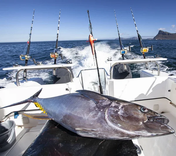 Yellowfin tuna aboard a fishing yacht after fishing in the sea. Transportation of captured fish after ocean fishing in a boat with equipment. Predatory fish, spinning rods, bait, tackle.