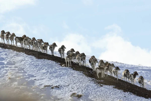 Marco Polo\'s argali on a snow-covered mountainside looks one way. Flock of sheep Marco Polo on vacation. Marco Polo on the hillside. Tien Shan, Kyrgyzstan,