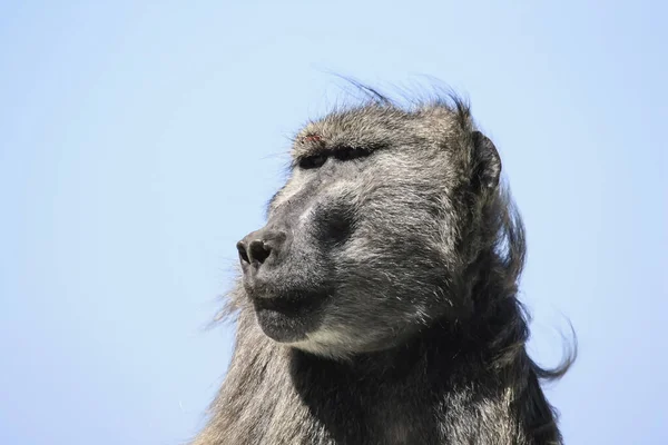 Portrait Dominant Male Baboon Broken Eyebrow Baboon Head Flowing Mane — Stock Photo, Image