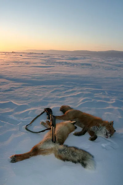 Trophées Chasse Renards Communs Fusil Sur Neige Soleil Soir Deux — Photo