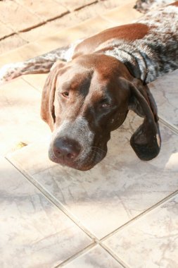 Baş avcı köpek Kurzhaar yerde yatıyordu. Safkan Alman av köpeği Kurzhaar 'ın portresi.. 