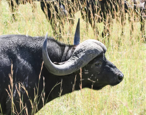 An African Buffalo bull with big horns in the grass. A big old bull with captured horns in the African savanna.