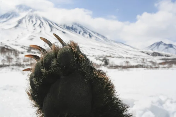 The front paw of a brown bear on the background of the Kamchatka volcano. Right front paw of the Kamchatka bear after spring hunting.