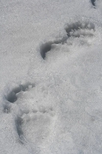 Empreintes Pas Grand Ours Brun Dans Neige Printanière Une Chaîne — Photo