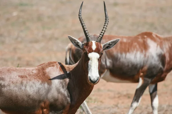 Een Wilde Afrikaanse Antilope Blesbok Kijkt Naar Camera Portret Van — Stockfoto