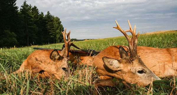 Två Europeiska Roe Hjortar Och Ett Gevär Efter Jakt Jakttroféer — Stockfoto