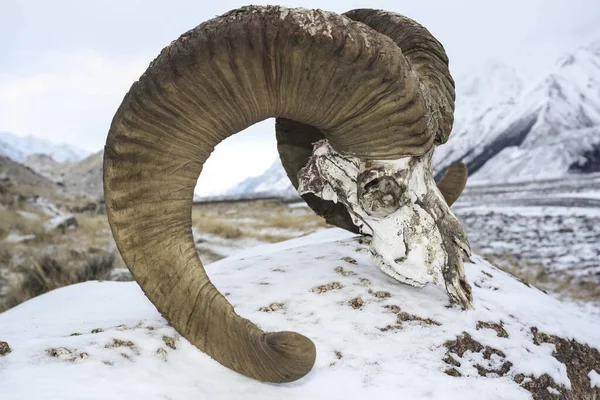 The skull of a sheep of Marco Polo killed by wolves in the Tien Shan mountains. The skull with the horns of a mountain sheep lies on a rock in a snowy valley in winter.