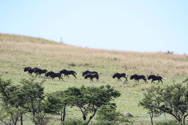 Стадо Черного Гну Бежит Холма Саванне Дикие Животные Антилопы Бегают — стоковое фото