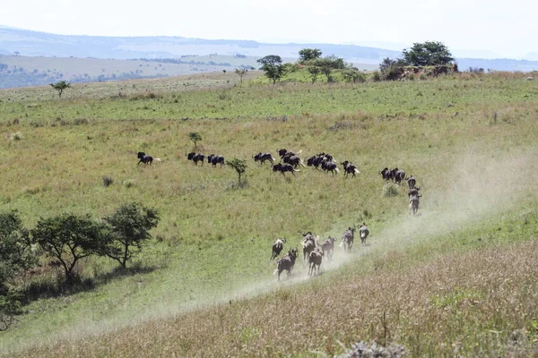 Animales Salvajes Ñus Negros Corren Través Áreas Herbáceas África Una —  Fotos de Stock