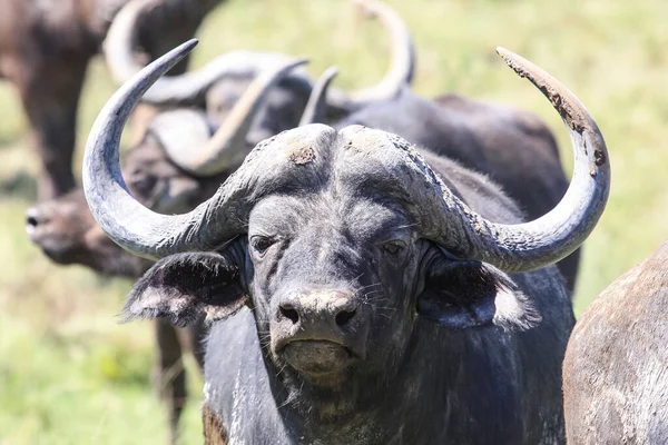 A young bull of an African Buffalo with dirty horns. A wild Buffalo calf looks at the camera.