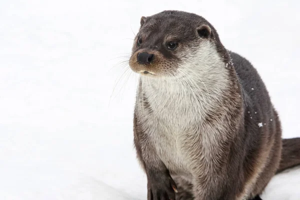 Porträt Eines Fischotters Auf Weißem Schnee Wilde Große Erwachsene Fischottermännchen — Stockfoto