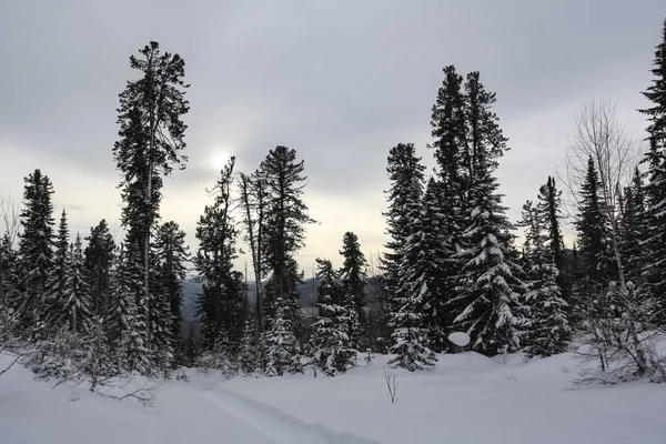 冬季在西伯利亚南部的一个山口上 生长着深色针叶树 云杉针叶树 雪地覆盖的黄昏森林里的雪松和冷杉 — 图库照片