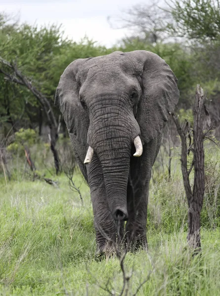 Elefante Africano Macho Grande Cámara Gran Elefante Toro Solitario Con —  Fotos de Stock