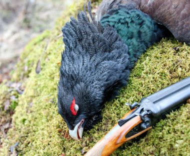 Avrupai kapari ve yosunların üzerindeki silahın bir parçası. Baharda avlandıktan sonra erkek bir kapari başı.. 