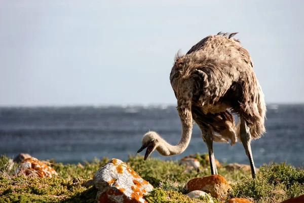 African Ostrich Eats Grass Grazes Seashore Female Large Flightless Ostrich — Stock Photo, Image