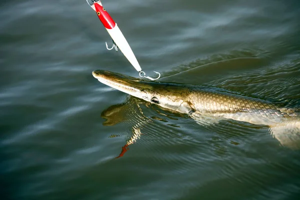 Gaspar Fish Hook Water While Fishing Predatory Fish Shelled Pike — Stock Photo, Image