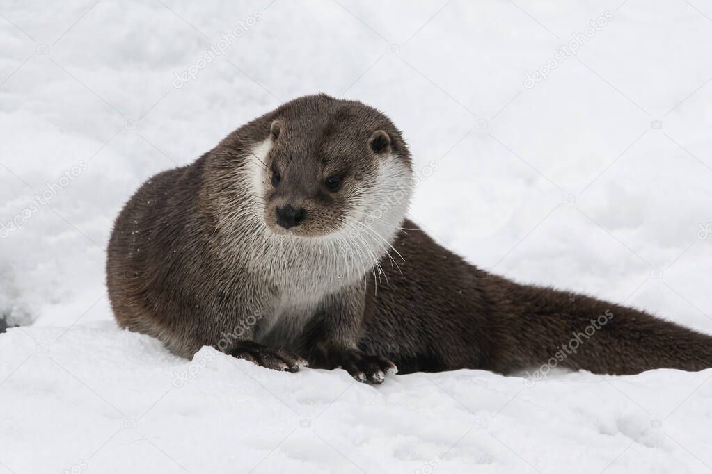 River otter in winter fur posing in the snow. A male European river otter looks warily away. 