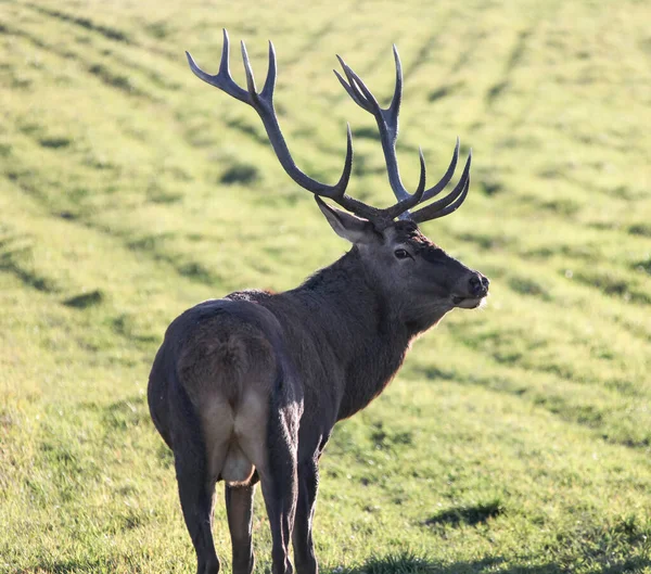 Manlig Europeisk Kronhjort Med Bra Troféhorn Står Åkern Ruffen — Stockfoto