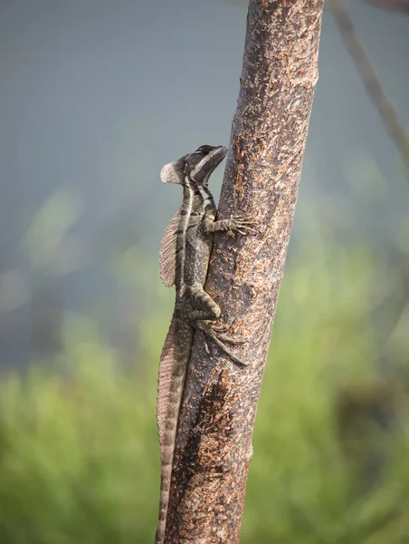 メキシコの縞のバジリスクは木の上に座っている 木の幹にあるバジリスク属の頭にクレストが付いた登山用の縞模様のトカゲ — ストック写真