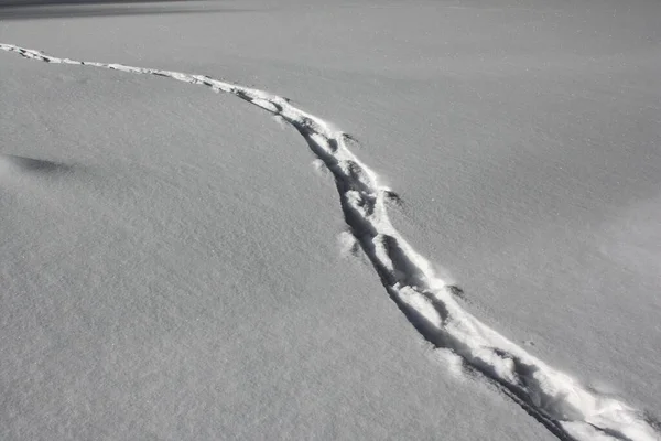 Soğuk Bir Günde Taze Beyaz Kar Üzerinde Kırmızı Geyik Izi — Stok fotoğraf