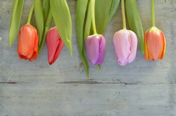 Dřevěná šedá prázdné kopie prostoru pozadí s čerstvou jarní tulipány. Oranžové, červené, růžové a fialové tulipány. — Stock fotografie