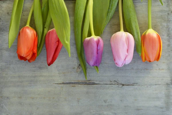 Деревянный серый пустой копировальный фон с цветными весенними тюльпанами. Оранжевый, красный, розовый и фиолетовый тюльпаны . — стоковое фото
