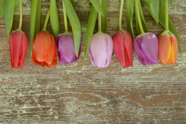 Дерев'яний сірий порожній копіює простір фону зі свіжими барвистими весняними тюльпанами. Помаранчеві, червоні, рожеві та фіолетові тюльпани . — стокове фото