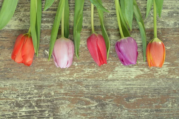 Dřevěná šedá prázdné kopie prostoru pozadí s čerstvou jarní tulipány. Oranžové, červené, růžové a fialové tulipány. — Stock fotografie