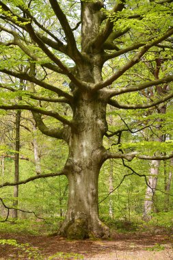 Yeşil forrest ağaçlar bir doğa patika ile ormanda