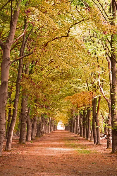 Outono caem árvores nas florestas forrest com folhas vermelhas alaranjadas amarelas com um caminho de pé — Fotografia de Stock