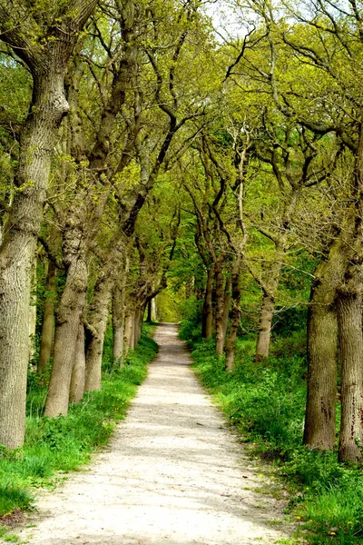 Árvores forrest verdes na floresta com uma trilha natural — Fotografia de Stock