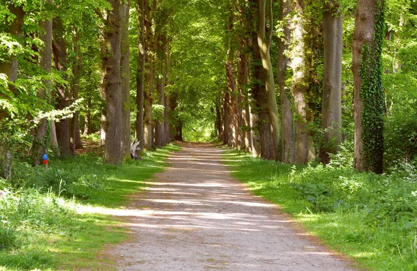 Green forrest trees in the woods with a nature foot Лицензионные Стоковые Фото