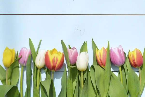 Vintage aqua green blue background with white,red, yellow,pink tulip flowers with empty copy space