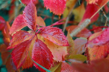 Renkli sonbahar yaprakları