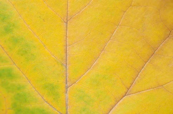 Textura seca de la hoja de otoño, macro — Foto de Stock