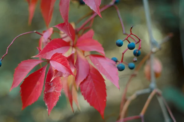 Feuilles d'automne colorées — Photo