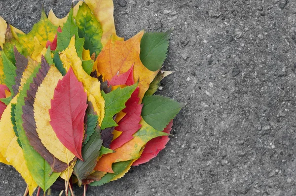 Kleurrijke herfstbladeren — Stockfoto