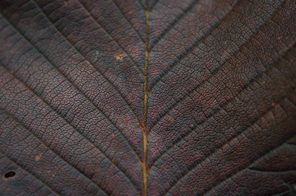 Textura seca da folha do outono, macro — Fotografia de Stock