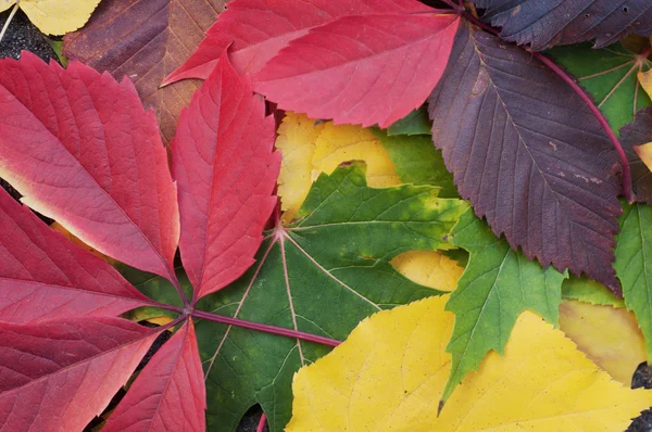 Kleurrijke herfstbladeren — Stockfoto