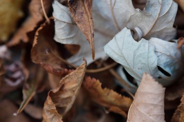 Kuru sonbahar yaprakları