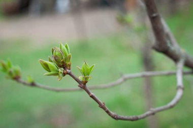 Böbrekler çiçeği. Bahar geldi.