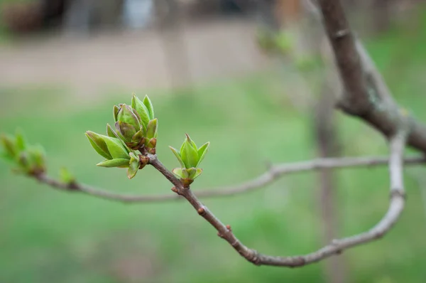 Rins Florescem Primavera Chegou — Fotografia de Stock