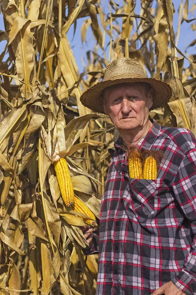 Old man in corn field — Stock Photo, Image