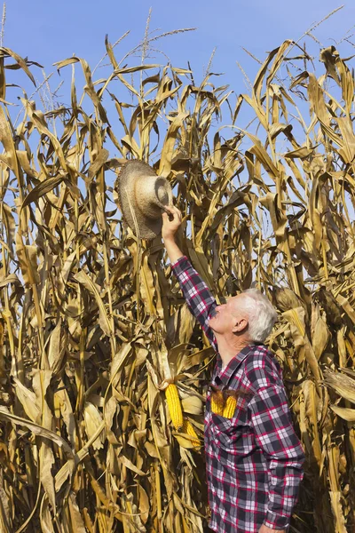 Hat up high, corn are very tall this year — Stock Photo, Image