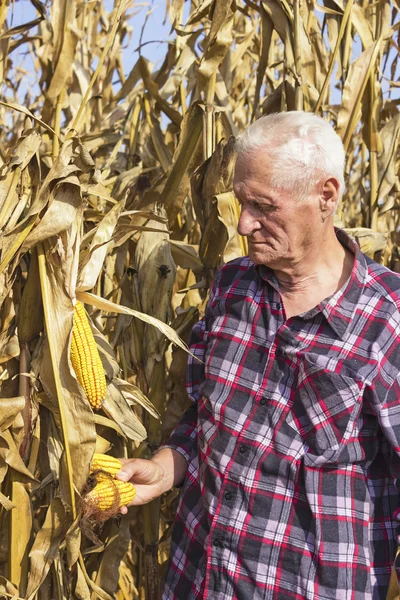 Old man with corn in his hand — Stock Photo, Image