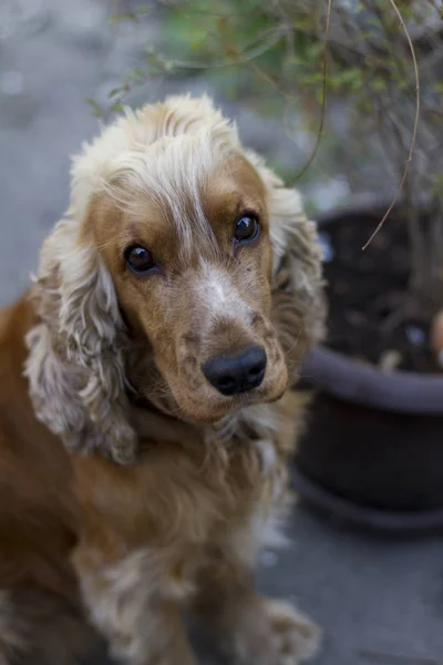 Sad red dog looks with sad eyes at you — Stock Photo, Image