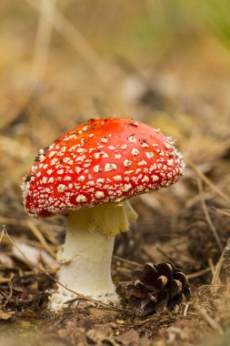 mantar sinek agaric vahşi 