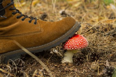 Bacak sinek agaric tarafından basıldığında 